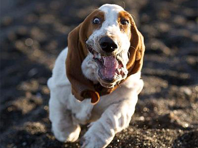 Basset Hound - Dog Breed wallpaper