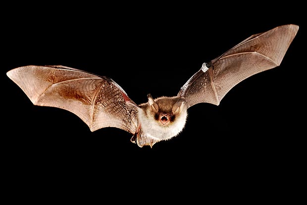 Nice Bat