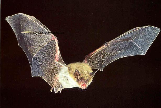 Cool Bat