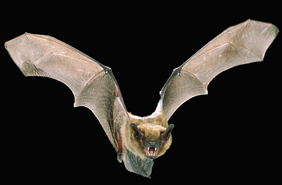 Wallpaper Bat