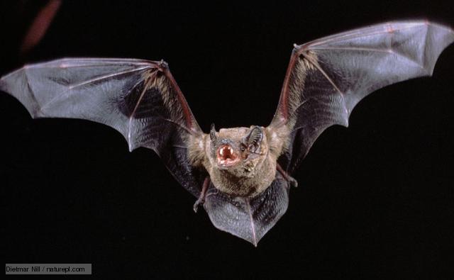 Photo Bat