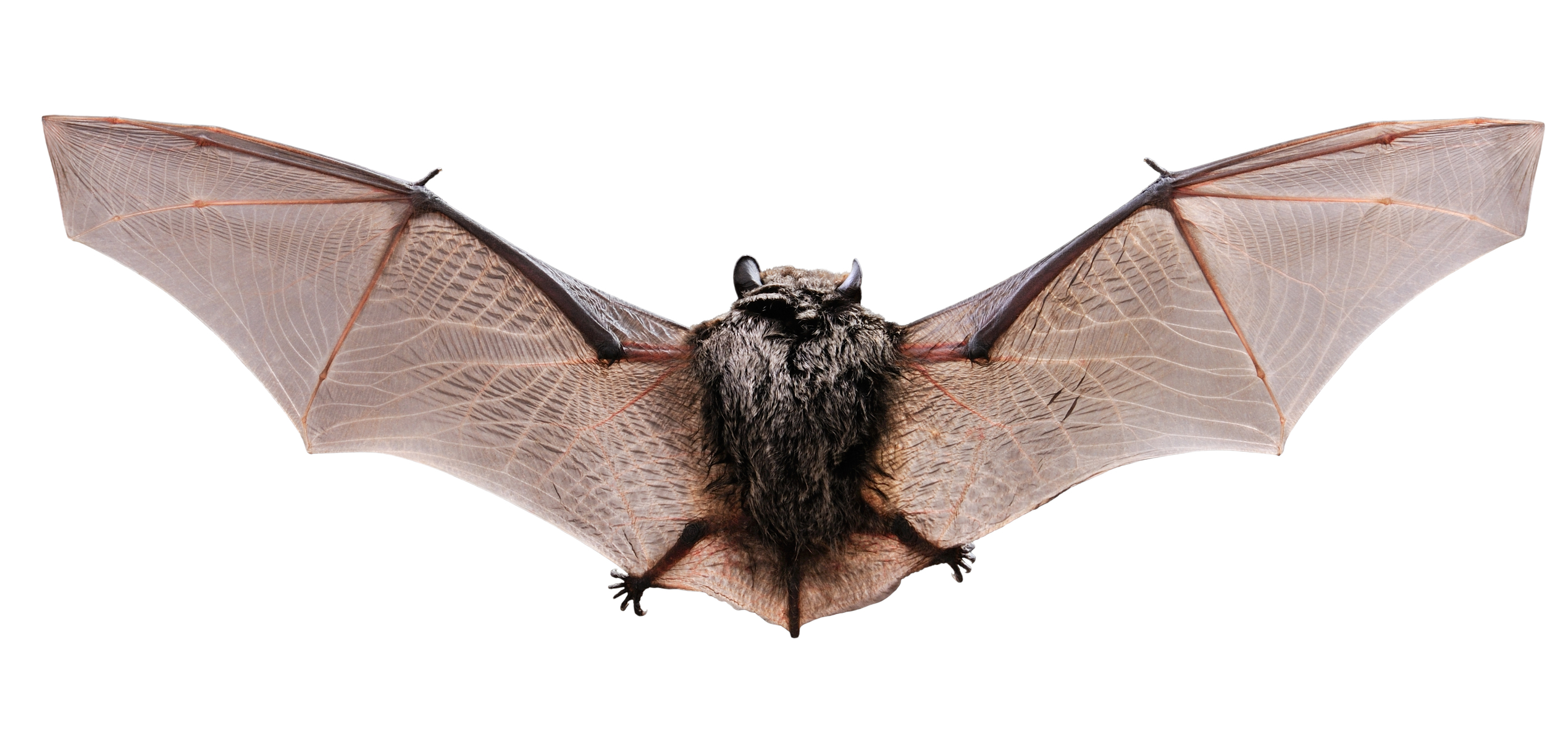 Bat wallpaper