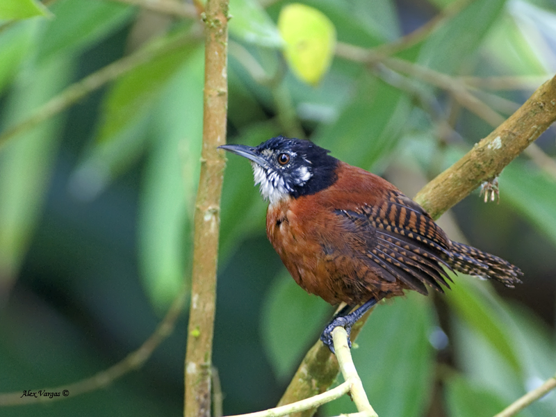 Bay wren