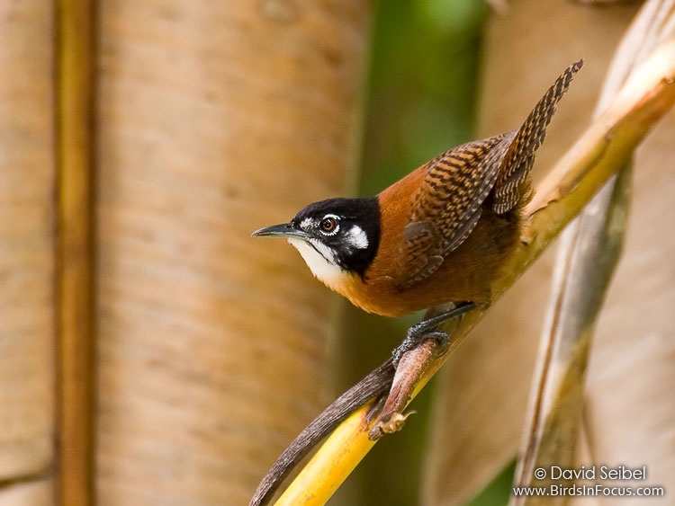 Pretty Bay wren