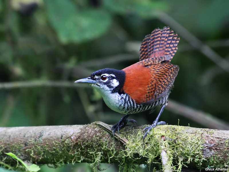 Pretty Bay wren