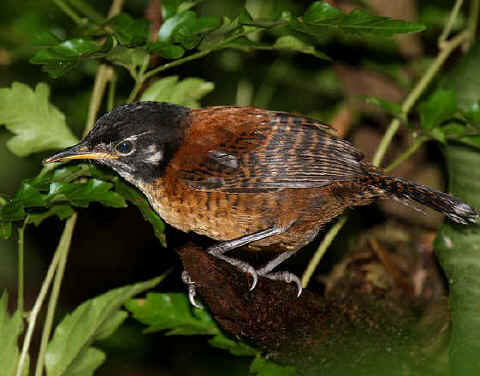 Pretty Bay wren