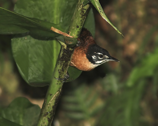 Pretty Bay wren