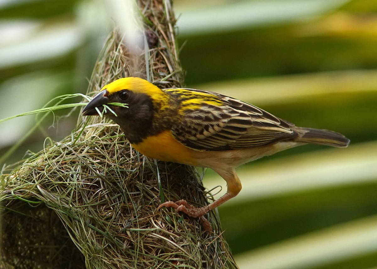 Baya weaver