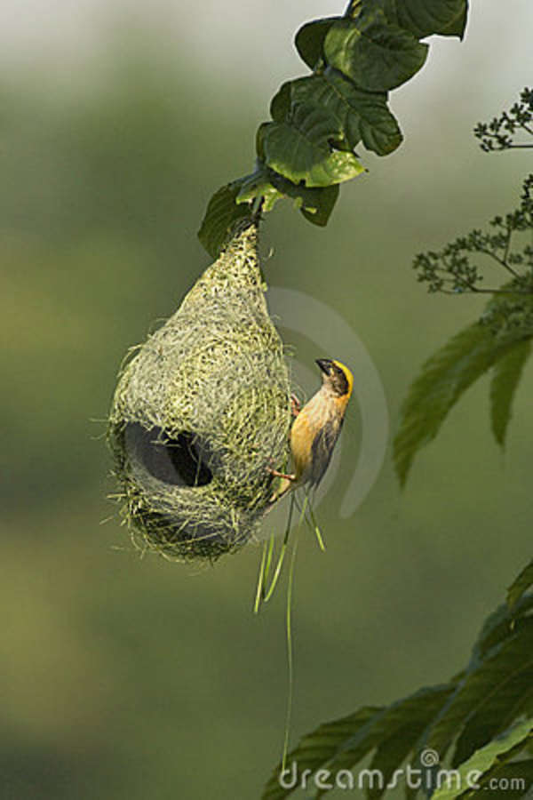 Pretty Baya weaver