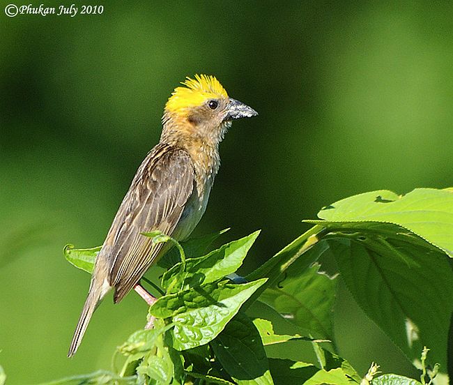 Pretty Baya weaver