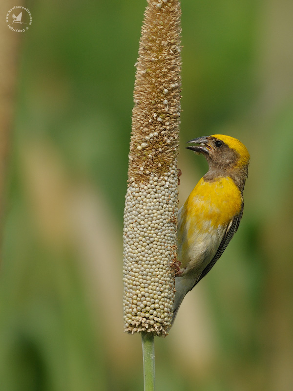 Pretty Baya weaver