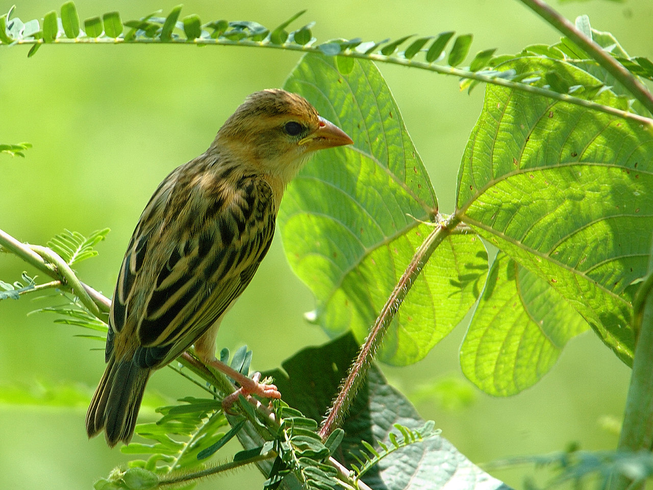 Pretty Baya weaver