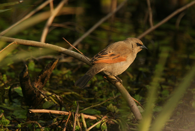 Pretty Baywing