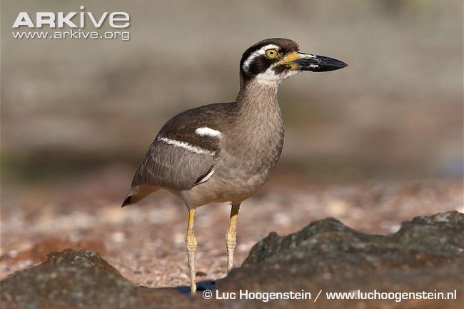 Beach thick-knee