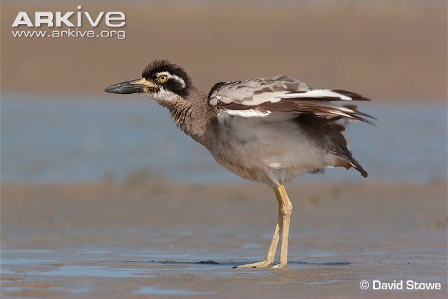 Pretty Beach thick-knee