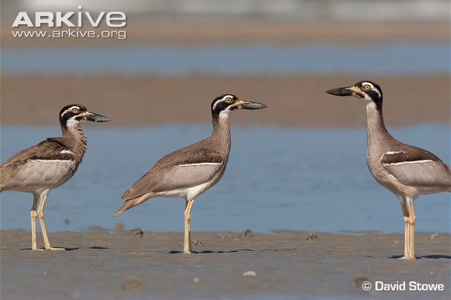 Pretty Beach thick-knee