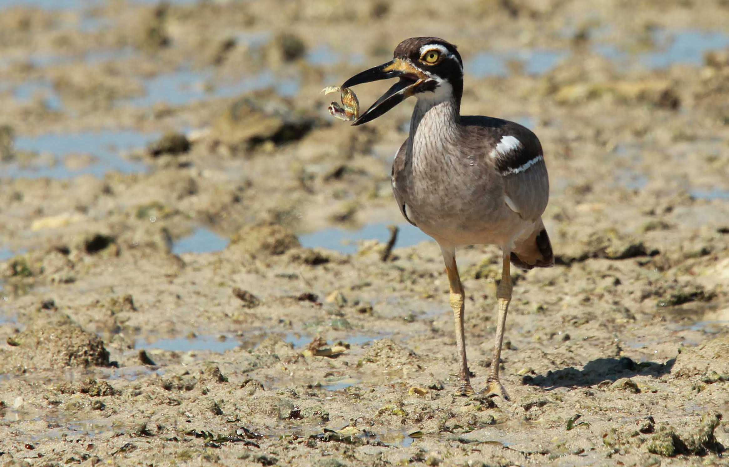 Pretty Beach thick-knee