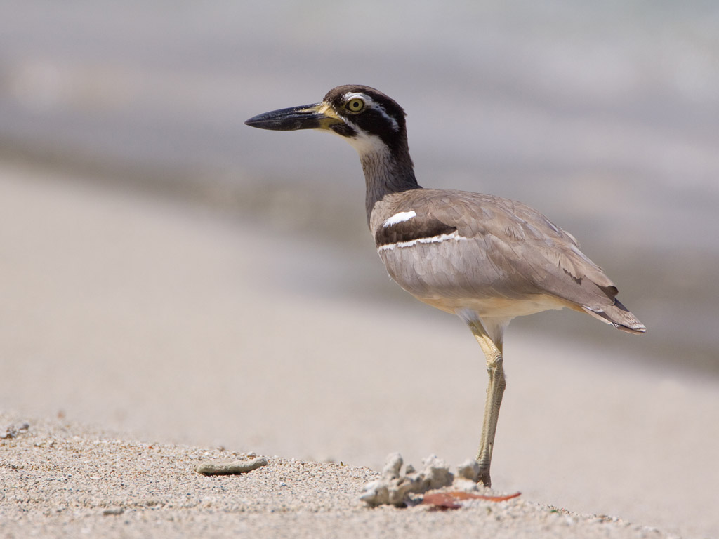 Pretty Beach thick-knee
