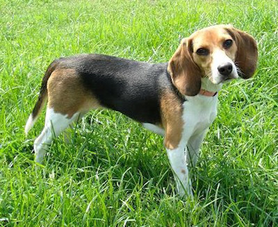 Photo Beagle - Dog Breed