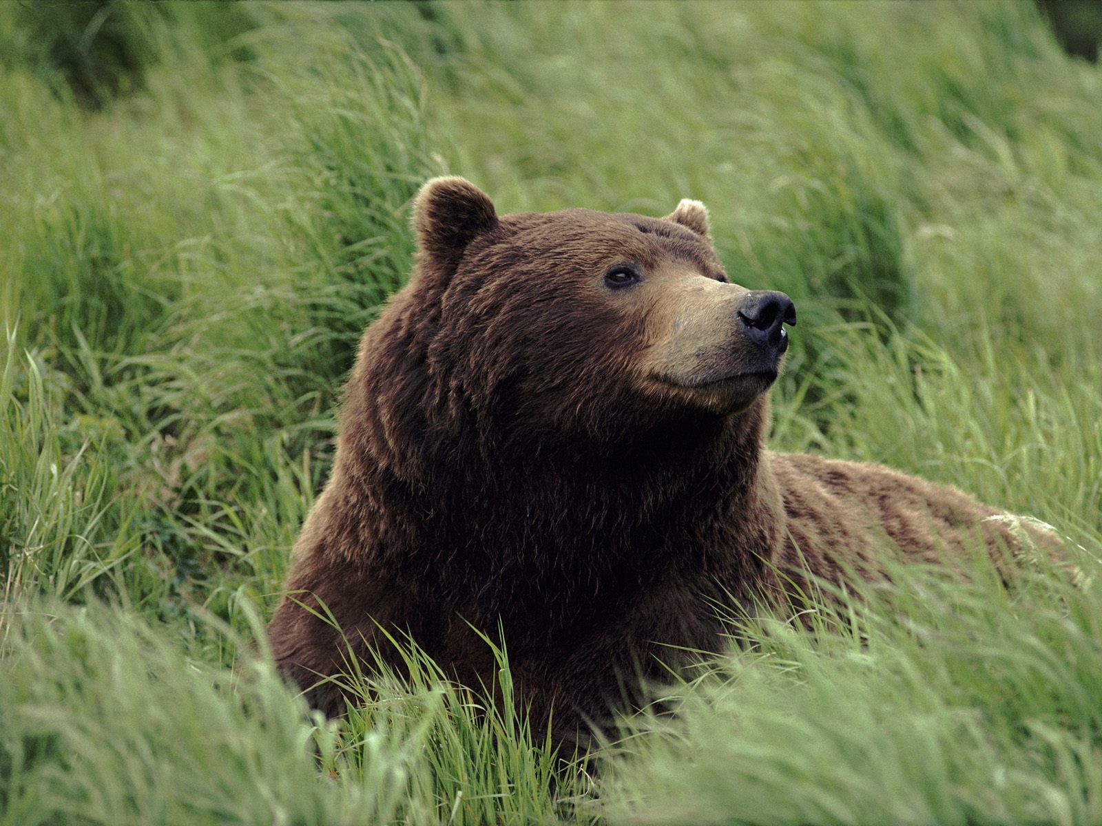 Nice Bear