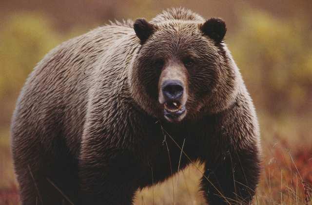 Cool Bear