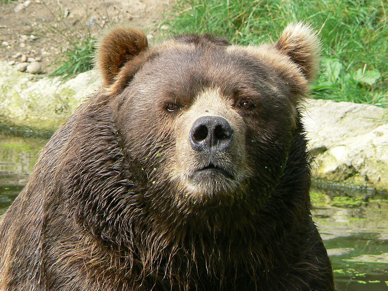 Cute Bear