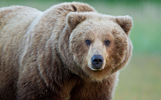 Wallpaper Bear