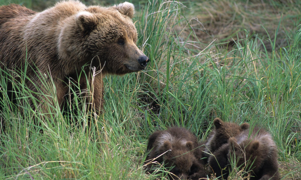Bear photo 