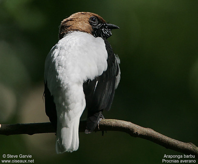 Bearded bellbird