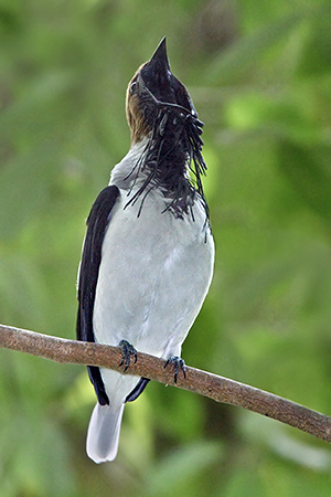 Pretty Bearded bellbird