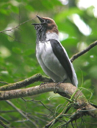 Pretty Bearded bellbird