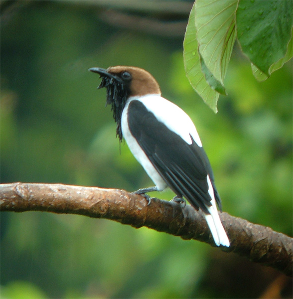 Pretty Bearded bellbird