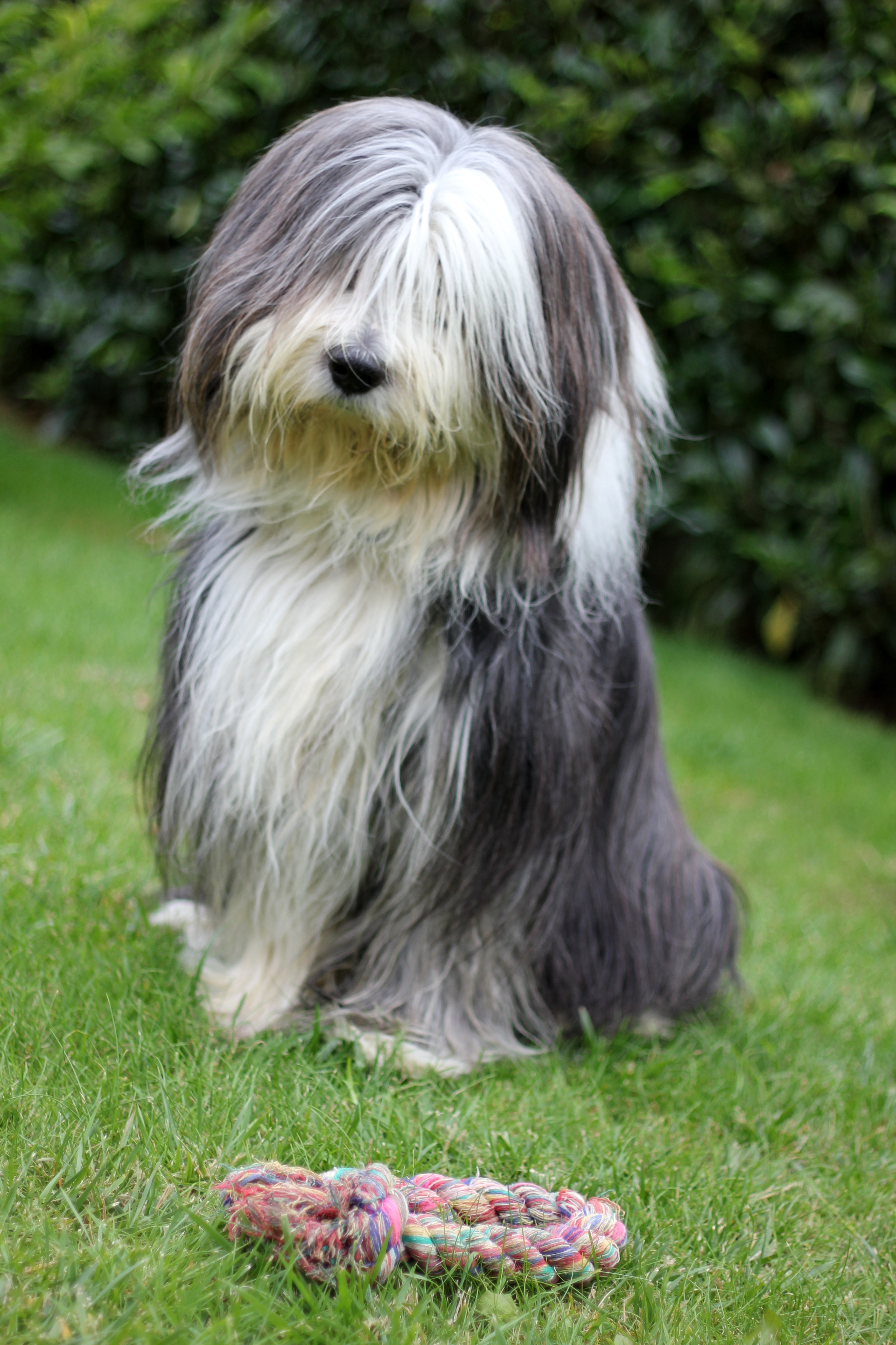 Pretty Bearded Collie - Dog Breed