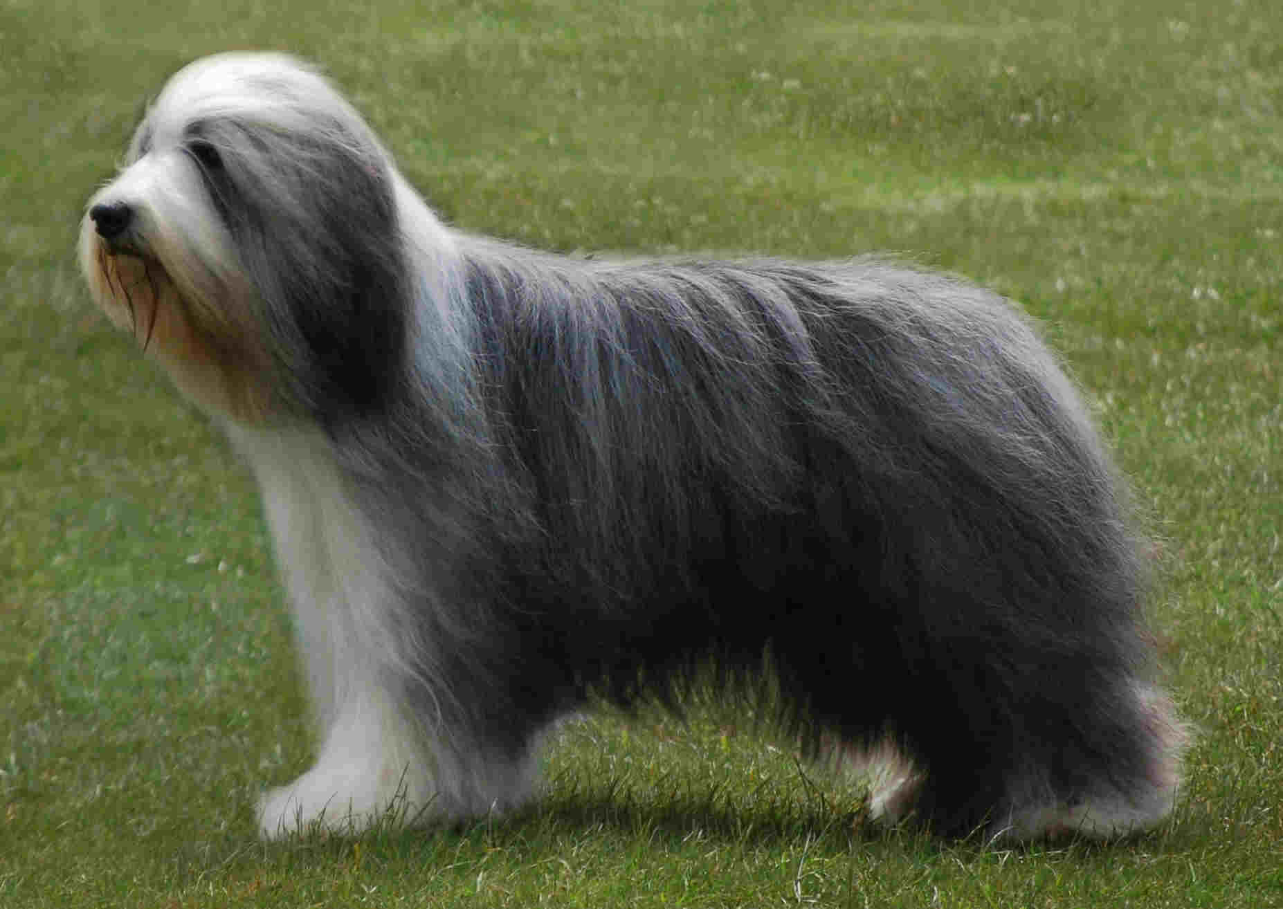 Cute Bearded Collie - Dog Breed