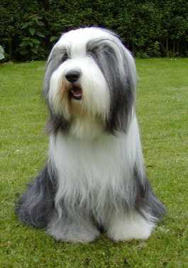 Bearded Collie - Dog Breed photo 