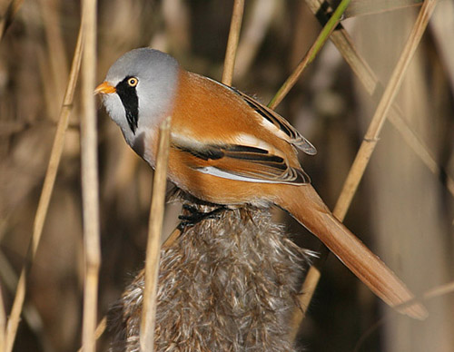 Bearded reedling