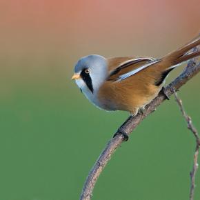 Pretty Bearded reedling
