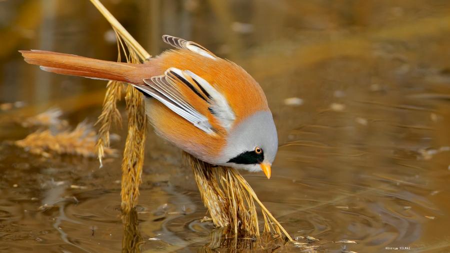 Pretty Bearded reedling