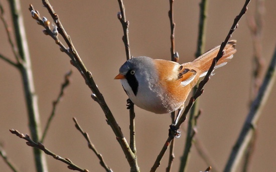 Pretty Bearded reedling