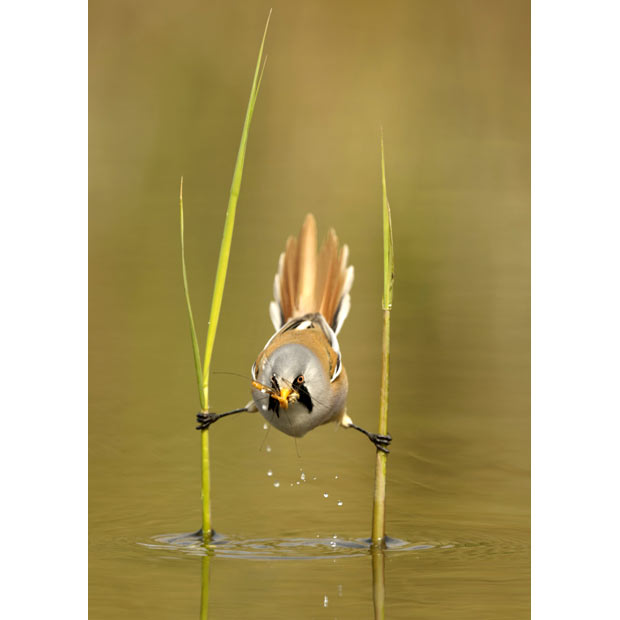 Pretty Bearded reedling