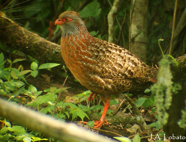 Bearded wood-partridge