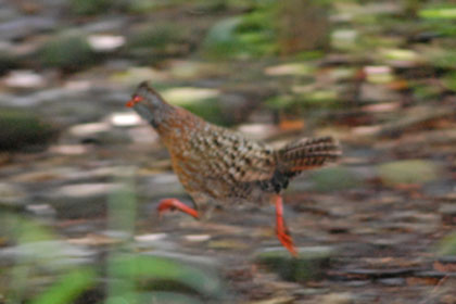 Pretty Bearded wood-partridge
