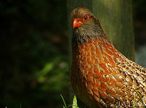 Pretty Bearded wood-partridge