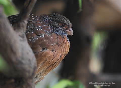 Pretty Bearded wood-partridge
