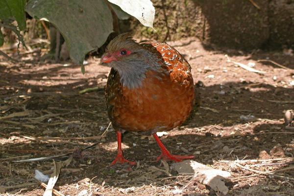 Pretty Bearded wood-partridge