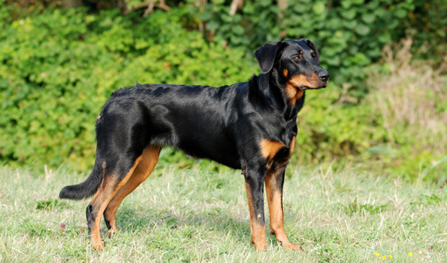 Wallpaper Beauceron - Dog Breed
