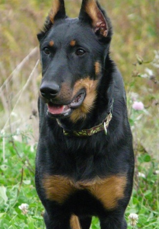 Photo Beauceron - Dog Breed
