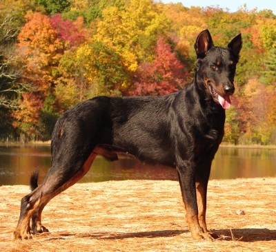 Beauceron - Dog Breed photo 