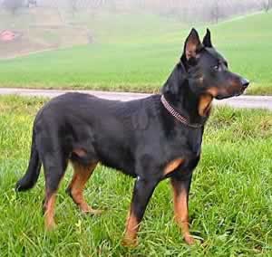 Beauceron - Dog Breed wallpaper