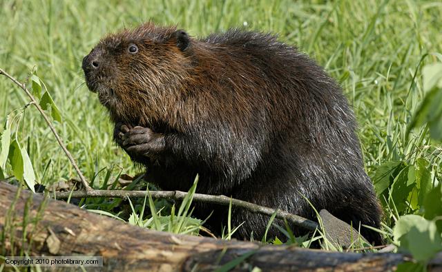Beaver photo 